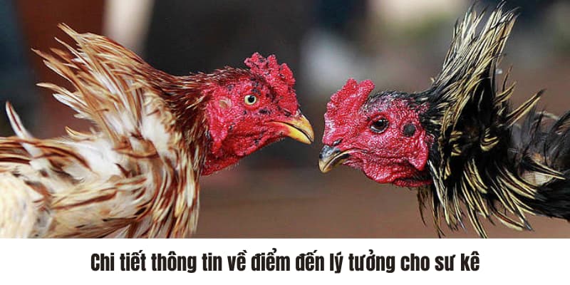 Chi tiết thông tin về điểm đến lý tưởng cho sư kê 