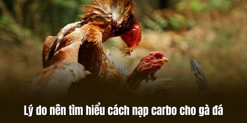 Ưu điểm của việc biết cách nạp carbo cho những con gà chọi