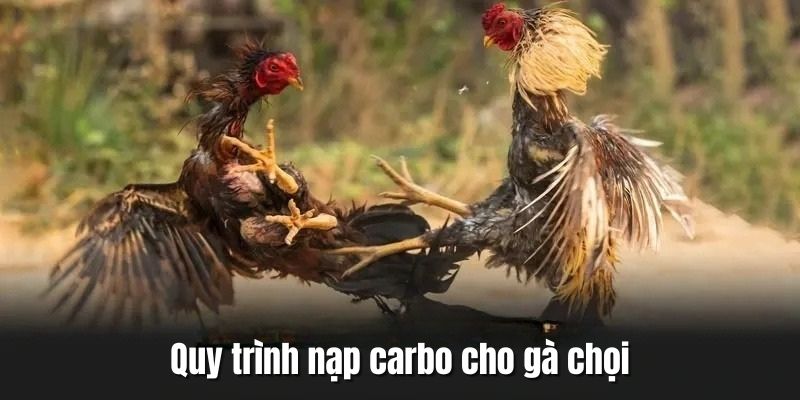 Hướng dẫn các bước nạp carbo cho gà đá