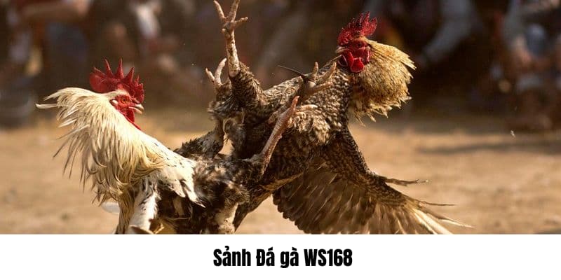 Sảnh đá gà WS168