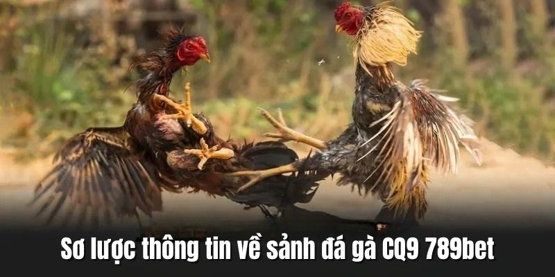 Sơ lược về sảnh đá gà CQ9 tại 789bet