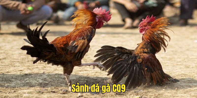 Sảnh đá gà CQ9